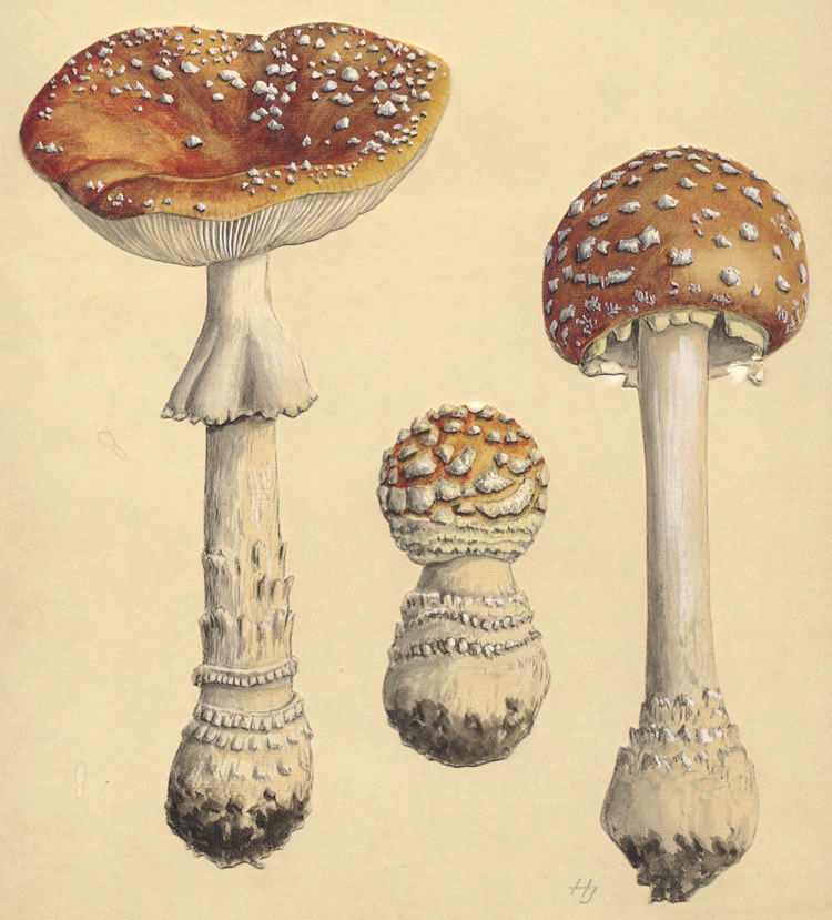 Amanita muscaria