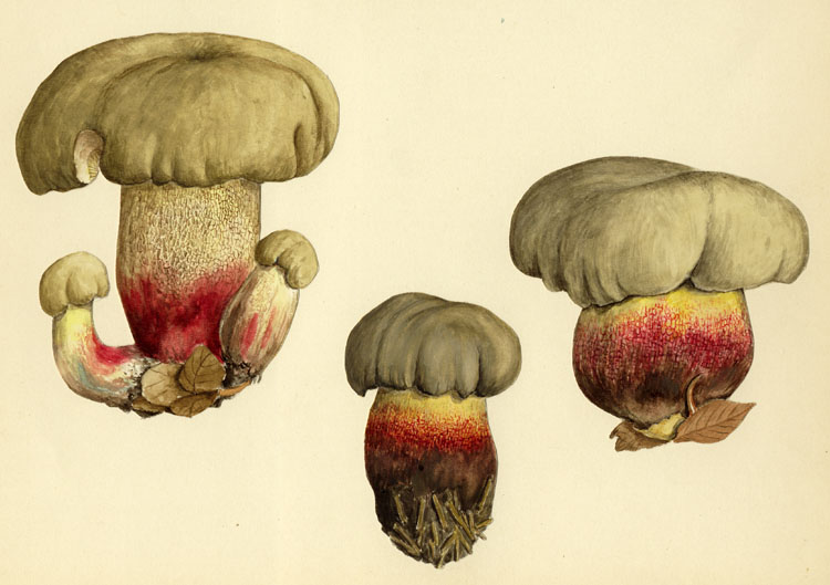 Boletus calopus