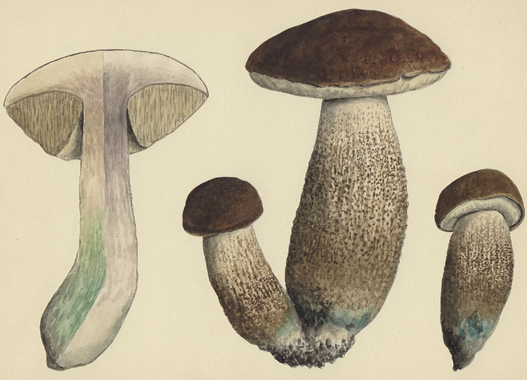 Boletus duriusculus