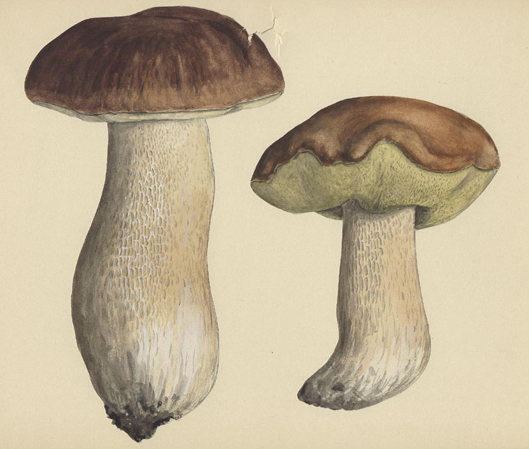 Boletus edulis