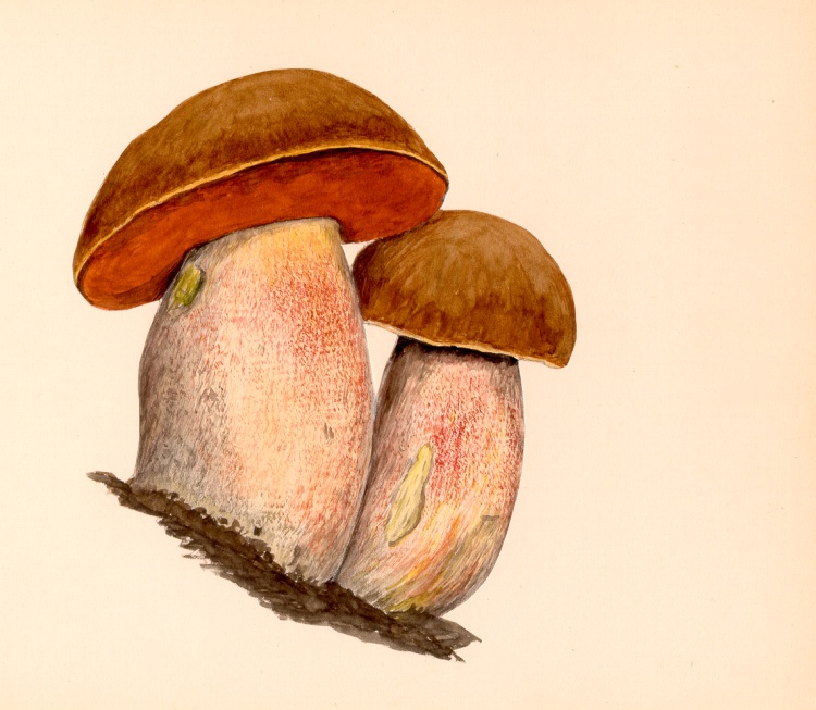 Boletus Erythropus