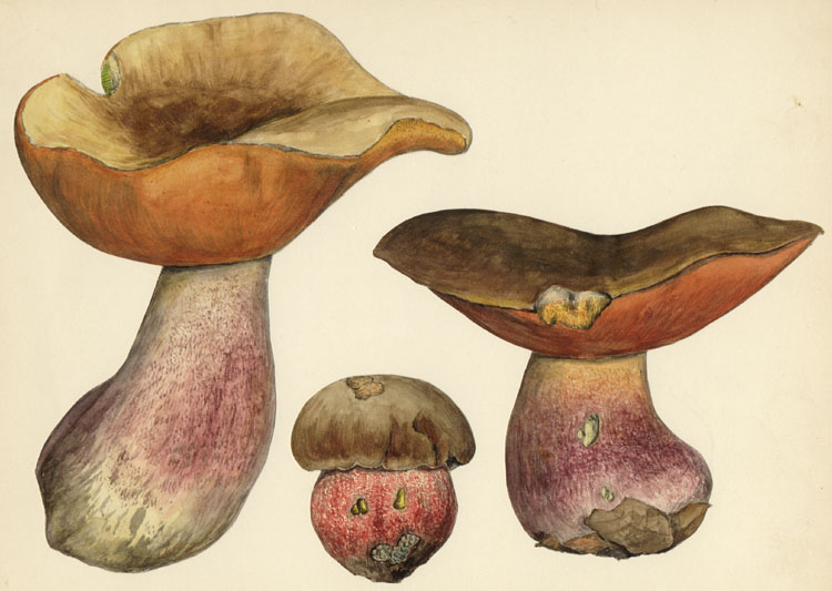 Boletus Erythropus