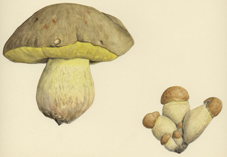 Boletus impolitus