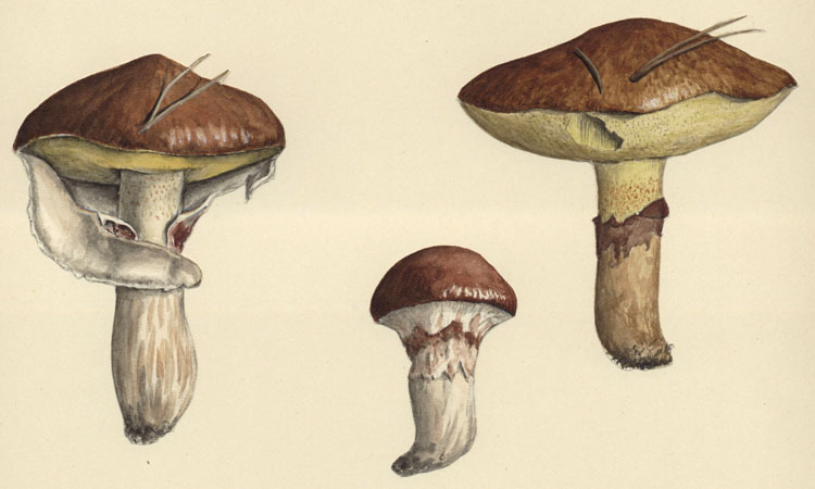 Boletus Luteus