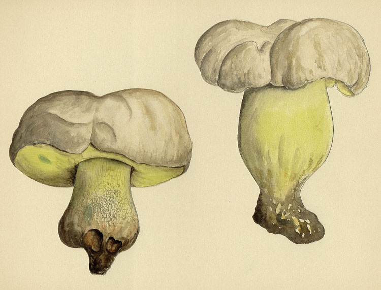 Boletus radicans