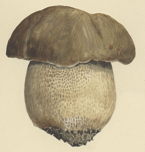 Boletus reticulatus