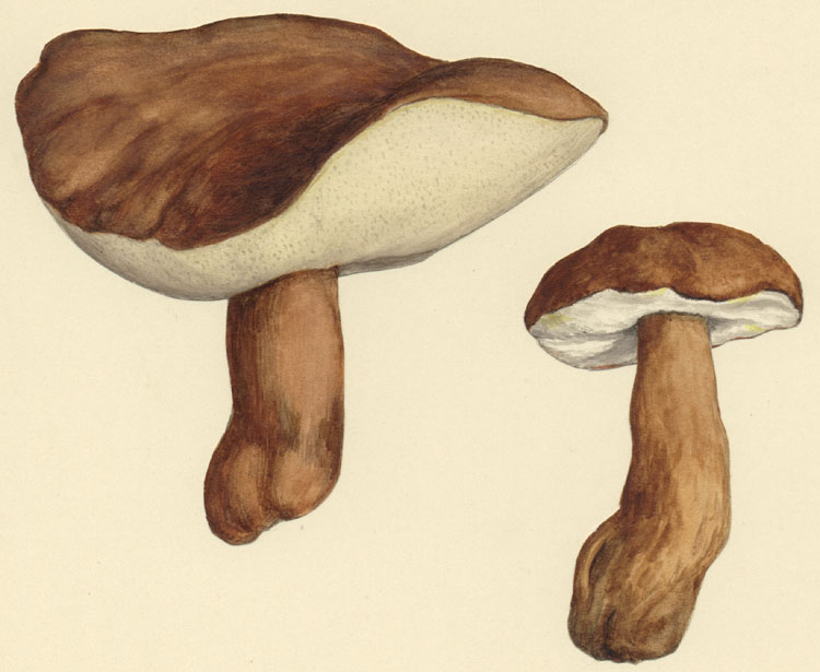 Gyroporus castaneus