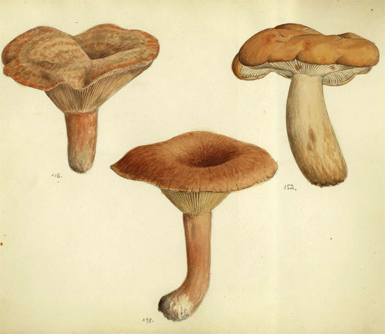 Lactarius deliciosus, Lactarius volemus, Lactarius helvus