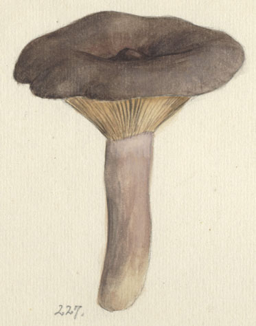 Lactarius glyciosmus