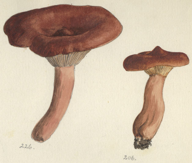 Lactarius rufus