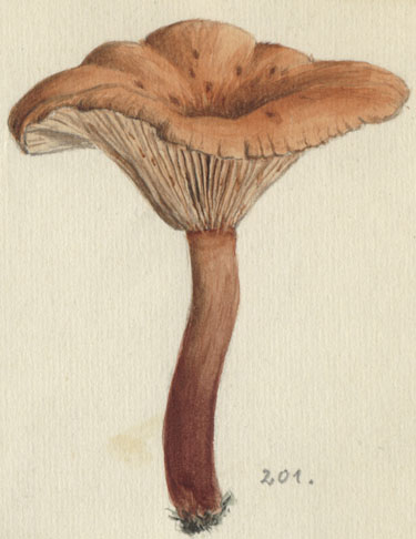 Lactarius Kleiner Flattermilchling