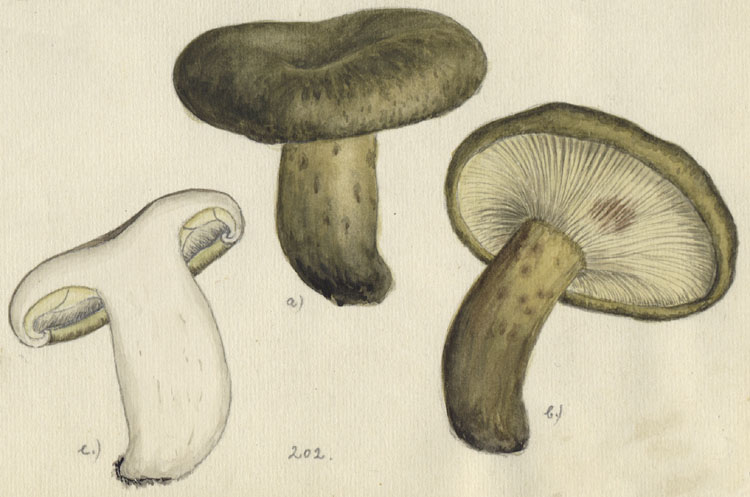 Lactarius turpis