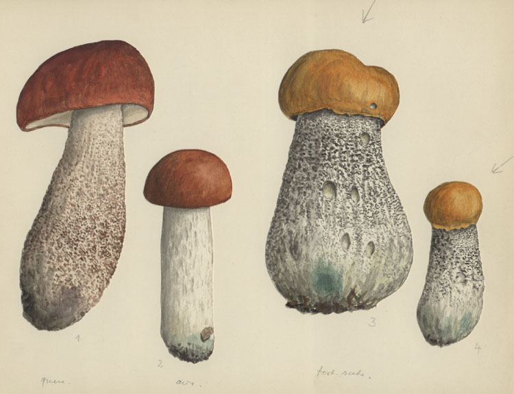 Leccinum testaceo-scabrum, quercinum, aurantium