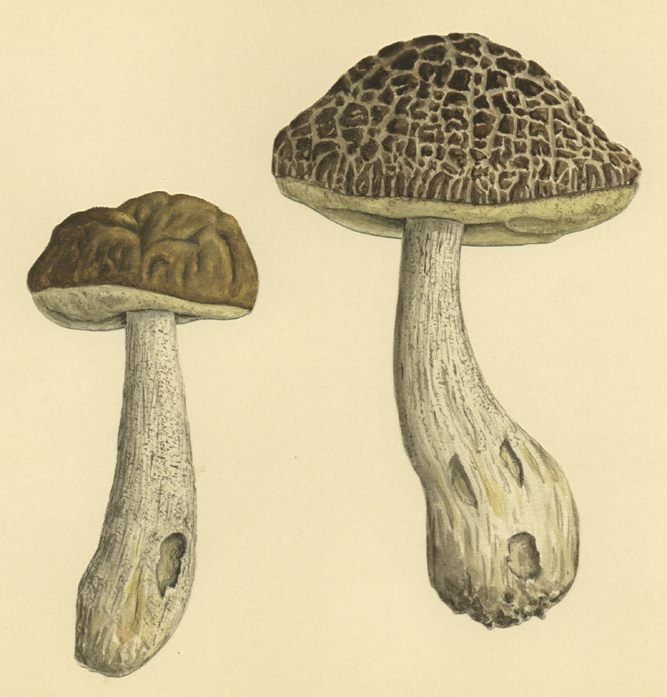 Leccinum carpini