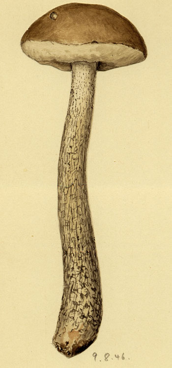 Leccinum scabrum