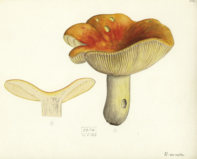 Russula aurata