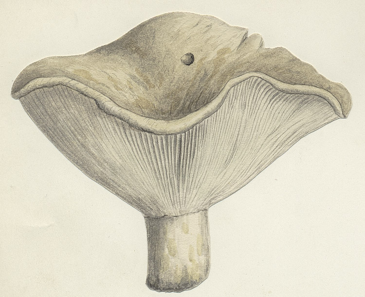 Russula delica