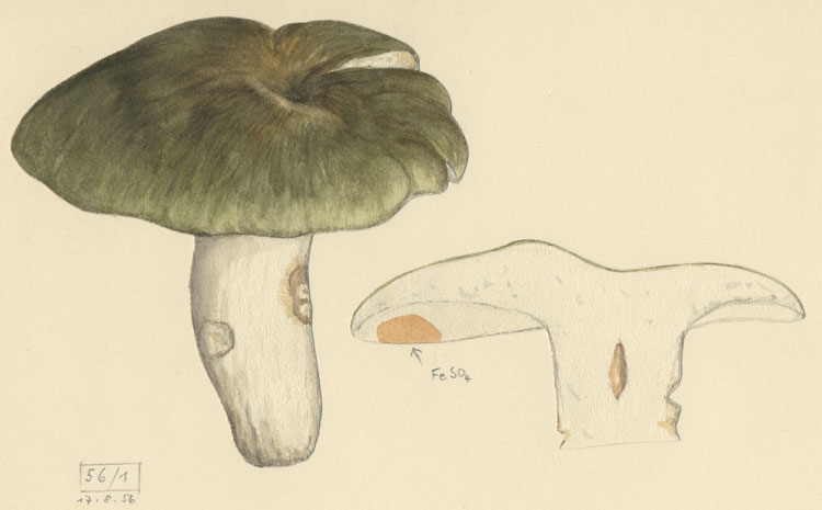 Russula integra