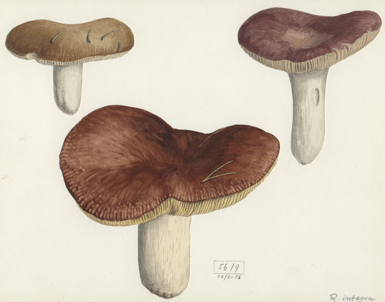 Russula integra