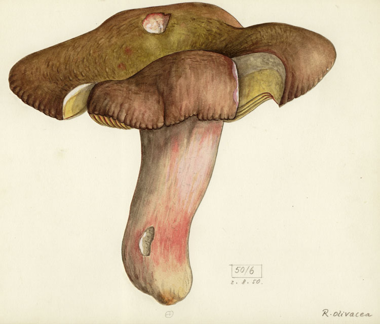 Russula olivacea