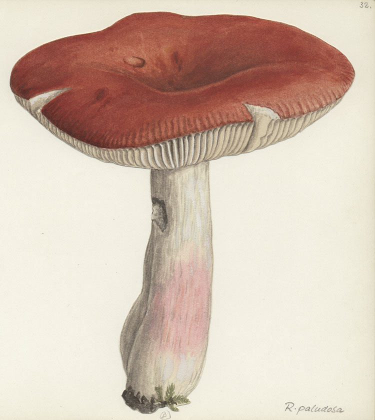 Russula paludosa