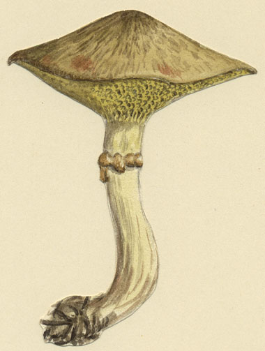 Suillus flavidus