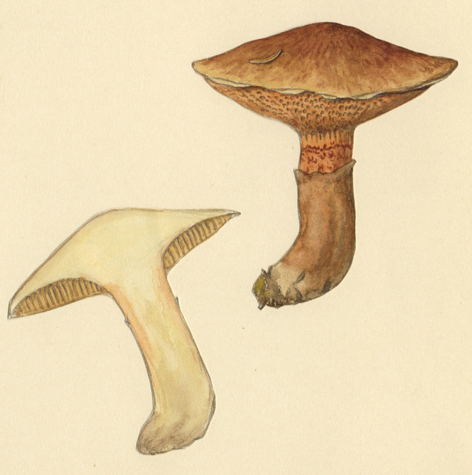 Suillus tridentinus