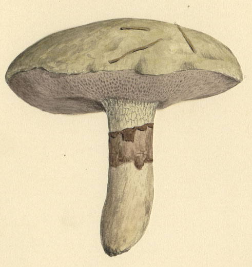 Suillus viscidus