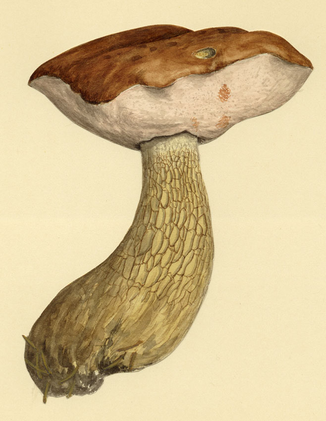 Tylopilus Felleus