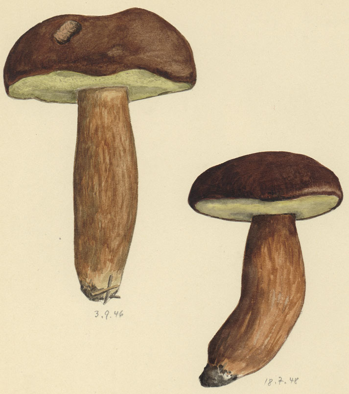 Xerocomus badius